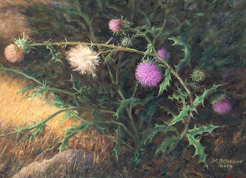 MID-SUMMER THISTLE